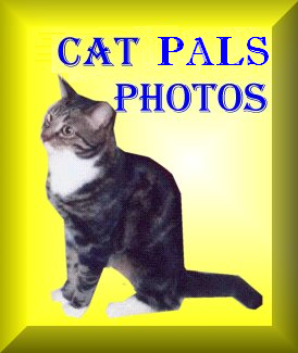 Pussy Cat Photos